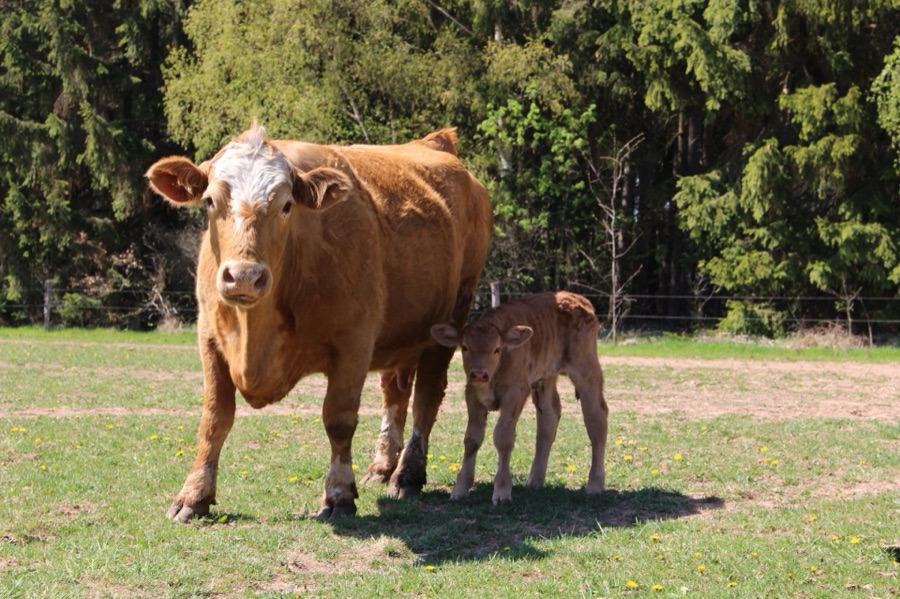 Kráva s teletem na pastvě