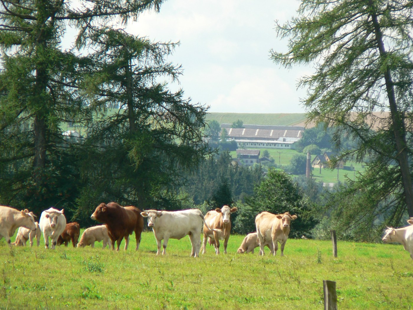 Stádo na pastvině nad Horní Brannou, v pozadí farma