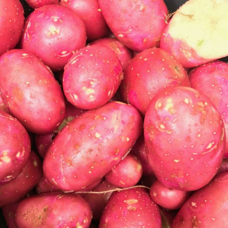 Brambory Red Anna
