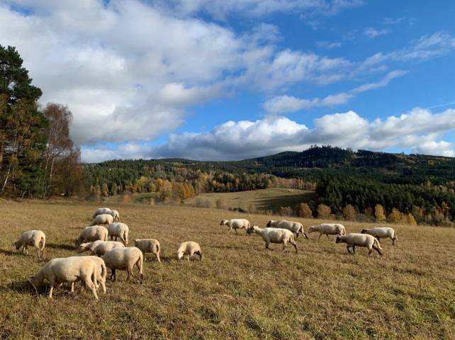 Pastva ovcí pod hradem Kašperk