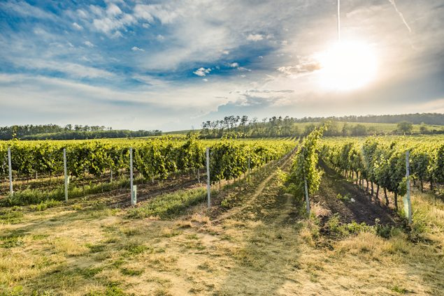 Vinice u Novosedel