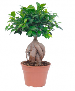 Bonsaj Ficus Ginseng