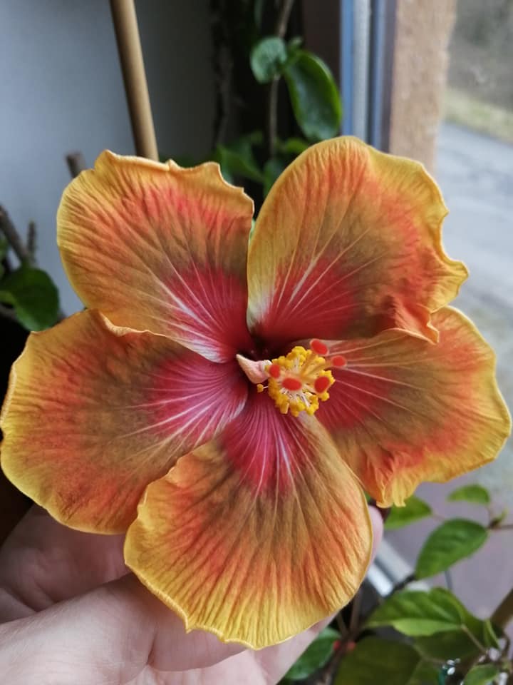 organické hnojení pokojové rostliny