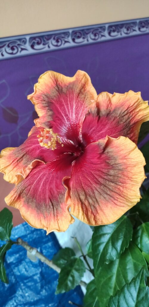 organické hnojení pokojové rostliny