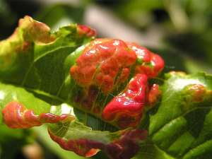 kadeřavost broskvoní