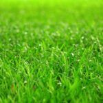 Příprava záhonů na zimu 14 hnojení trávníků