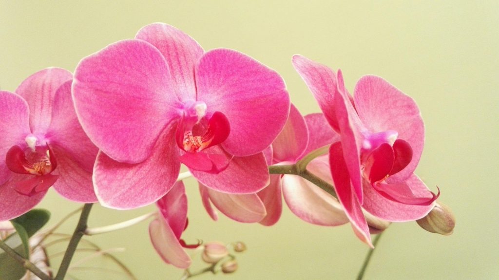 Hnojivo na orchideje 15 orchidej Doritaenopsis