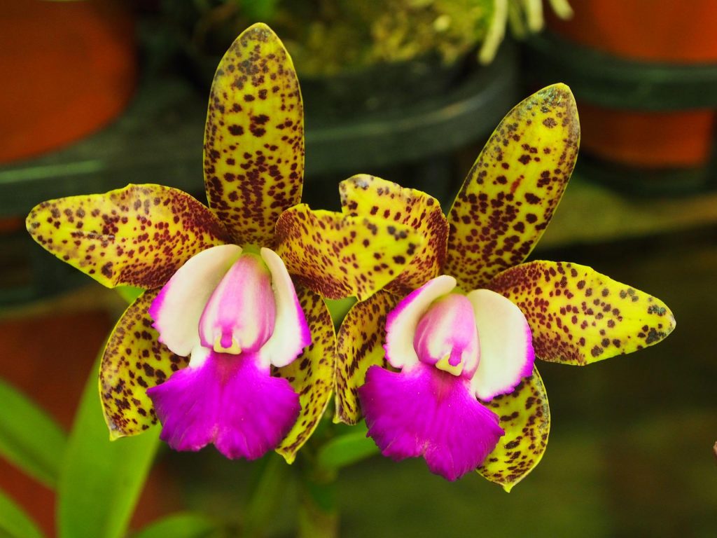 Hnojivo na orchideje 3 orchidej Cattleya tigrina