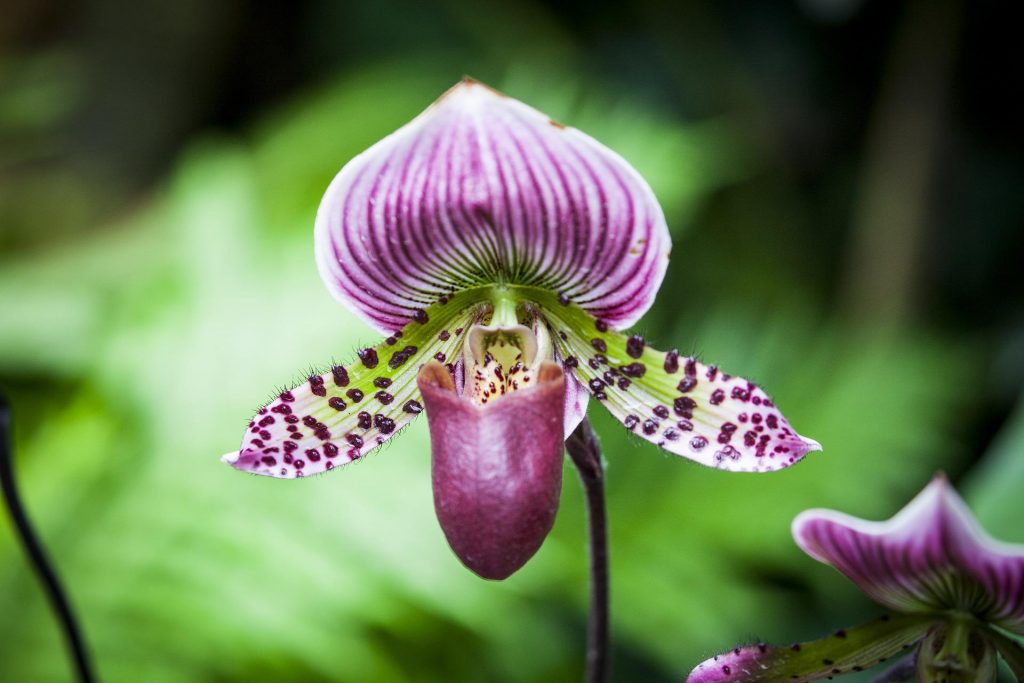 Hnojivo na orchideje 1 orchideje Paphiopedilum (Črievičkovec)