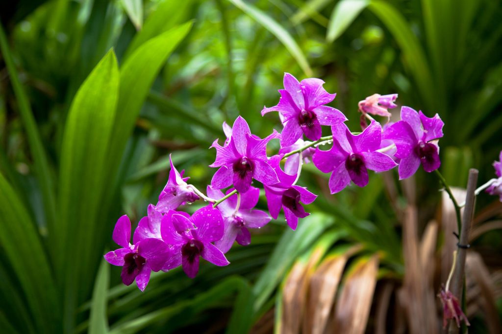 Hnojivo na orchideje 25 orchidej Dendrobium-bigibbum