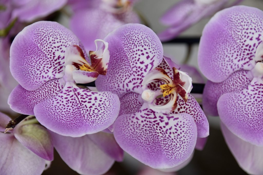 Hnojivo na orchideje 12 orchidej Doritaenopsis