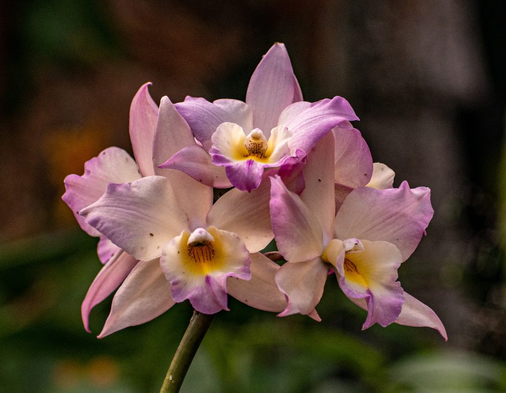 Hnojivo na orchideje 26 orchidej Cattleya