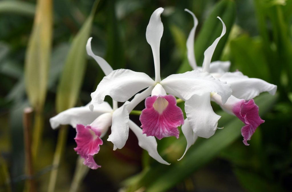 Hnojivo na orchideje 29 orchidej Laelia