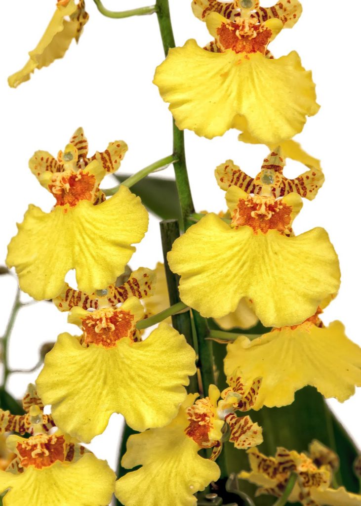 Hnojivo na orchideje 8 orchidej Oncídium