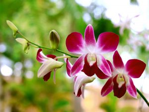 Nejlepší hnojivo na orchideje 8 orchidej Dendrobium-bigibbum