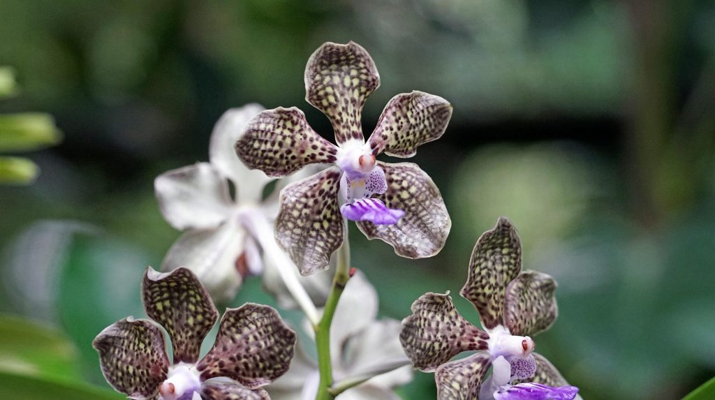 Hnojivo na orchideje 16 orchidej Vanda