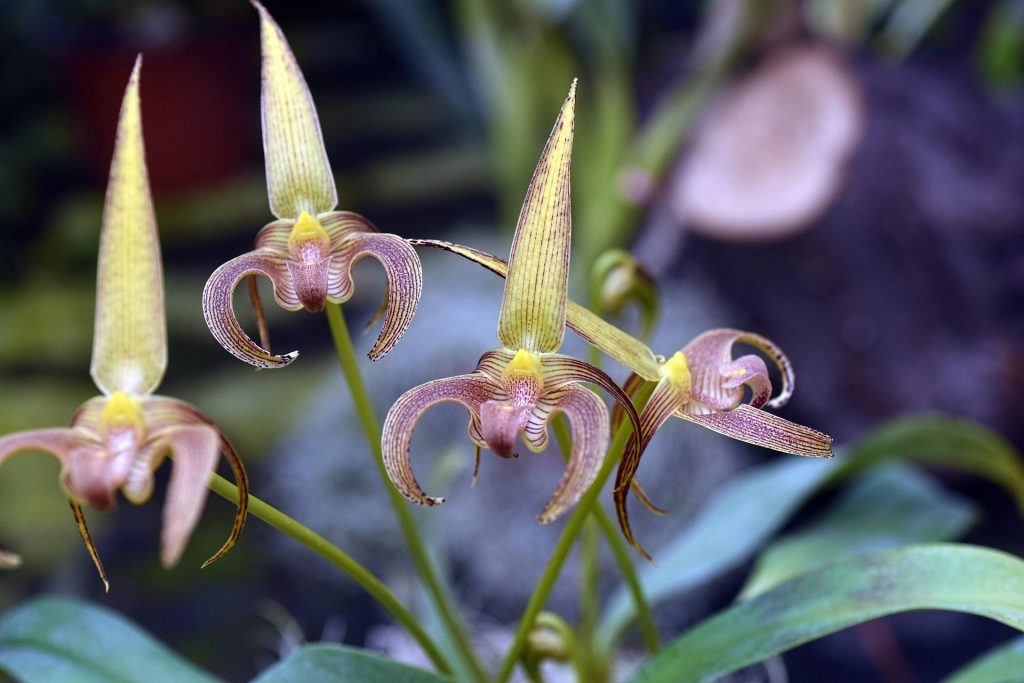 Hnojivo na orchideje 13 orchidej Bulbophyllum