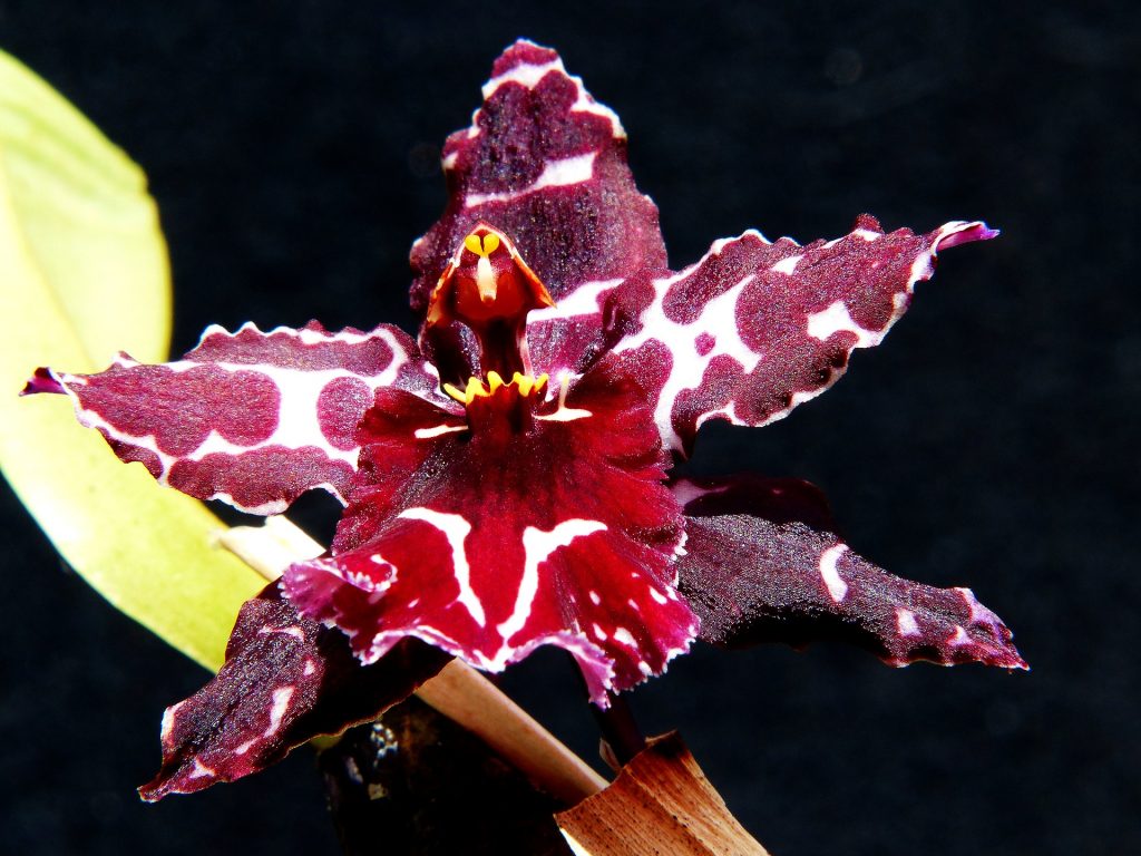 Hnojivo na orchideje 30 orchidej Odontoglossum