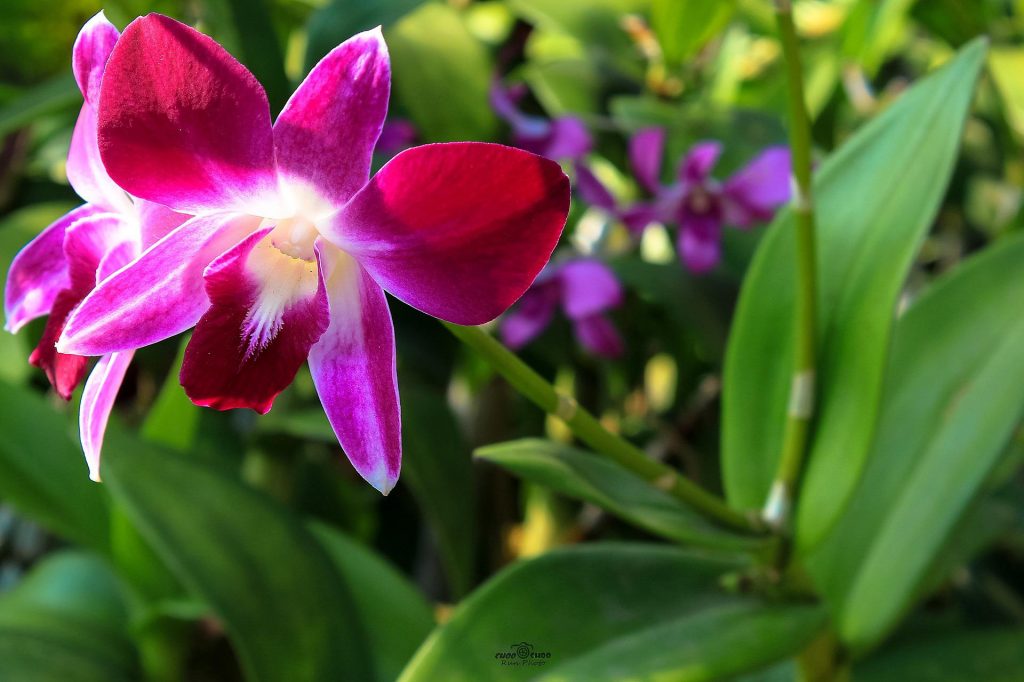 Hnojivo na orchideje 17 orchidej Dendrobium-bigibbum