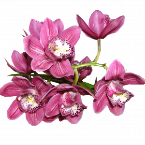 orchidej Cymbidia orchidej Cymbidia