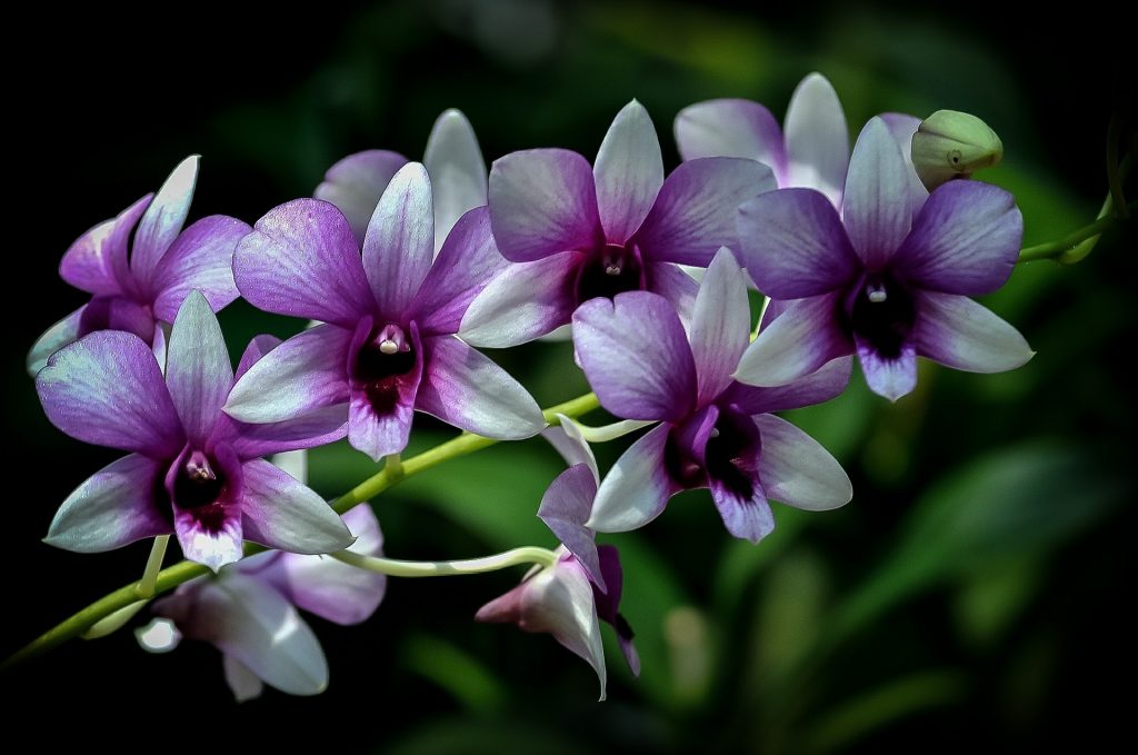 Hnojivo na orchideje 28 orchidej orchidej Dendrobium-bigibbum