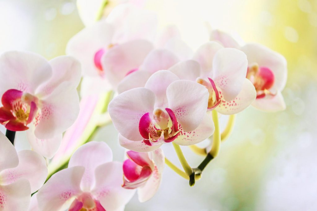 Hnojivo na orchideje 24 orchidej Phalaenopsis-aphrodite-Lisajovec