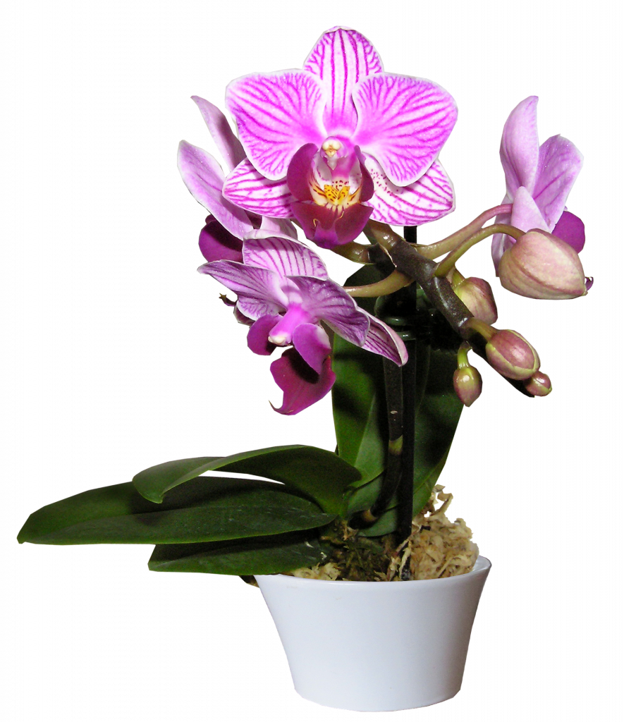 Hnojivo na orchideje 4 orchidej Phalaenopsis (Lišejovec)