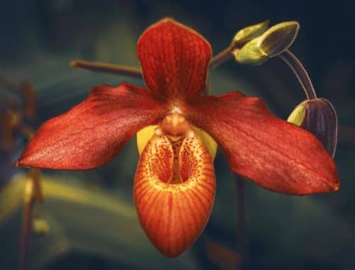 orchidej Phragmipedium besseae orchidej Phragmipedium besseae