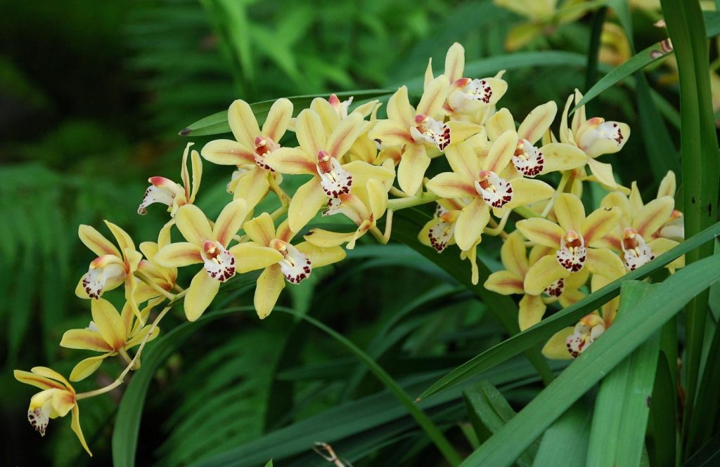 Hnojivo na orchideje 2 orchidej Cymbídia