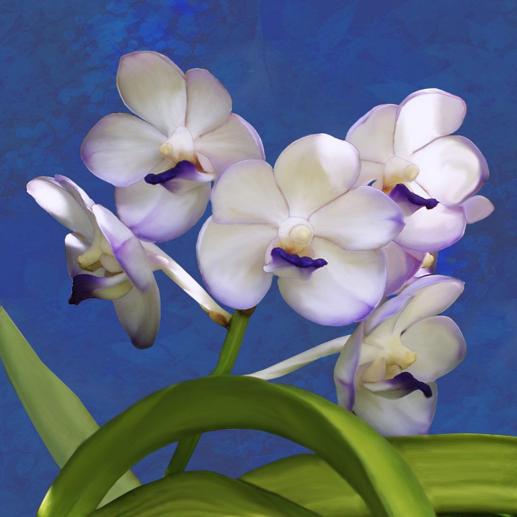 Hnojivo na orchideje 9 orchidej Vanda