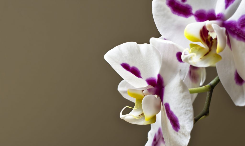 Hnojivo na orchideje 22 orchidej Doritaenopsis
