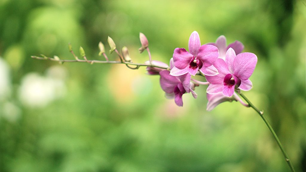 Hnojivo na orchideje 23 orchidej Dendrobium-bigibbum