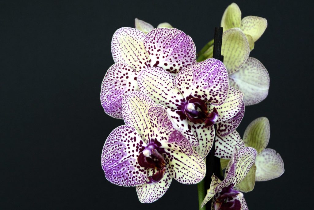 Hnojivo na orchideje 21 orchidej Doritaenopsis
