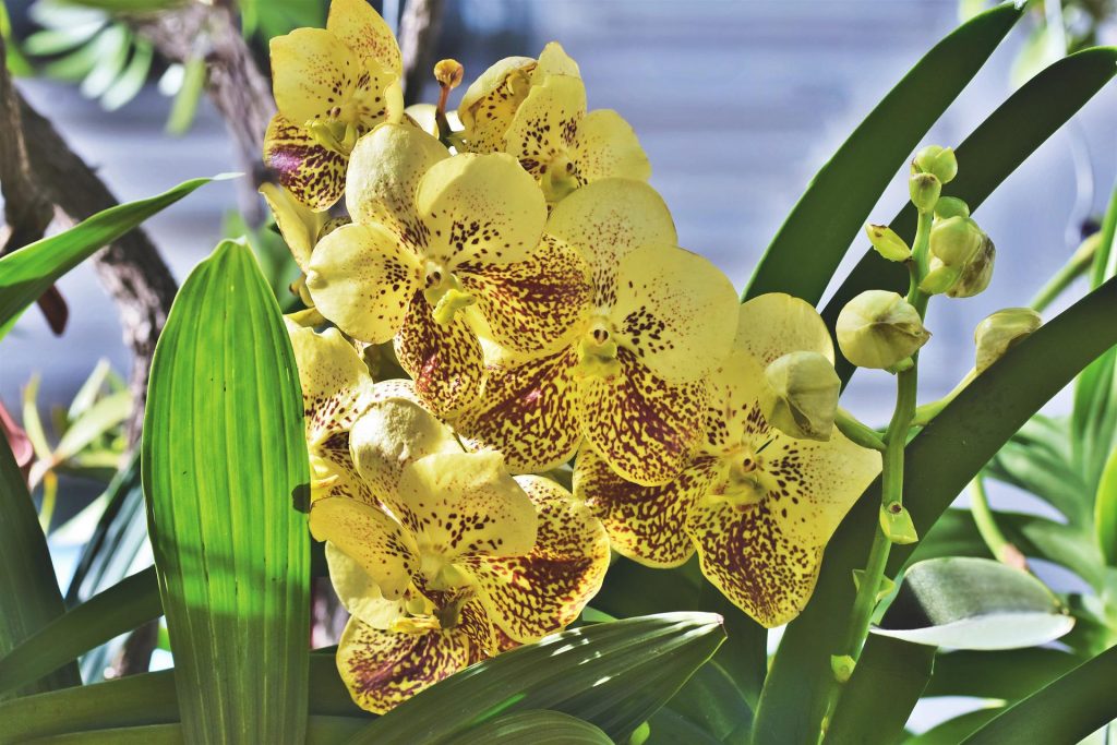 Hnojivo na orchideje 14 orchidej Vanda