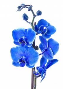 Hnojivo na orchideje 31 orchidej Phalaenopsis-Lisajovec