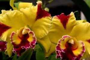 Hnojivo na orchideje 32 orchidej druhy - Orchidea Brassolaeliocattleya