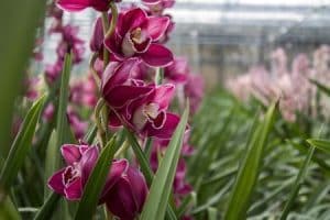Hnojivo na orchideje 33 orchidej druhy - Orchidea Cymbídia