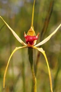 Hnojivo na orchideje 40 orchidej druhy - Orchidea Caladenia
