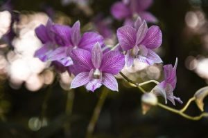 Hnojivo na orchideje 44 orchidej druhy - Orchidea Dendrobium bigibbum