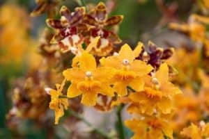 Hnojivo na orchideje 35 orchidej druhy - orchidej druhy - Orchidea Katleja