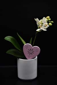 Hnojivo na orchideje 51 orchidej pěstovaná v bytě