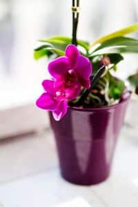 Hnojivo na orchideje 52 orchidej na parapetu
