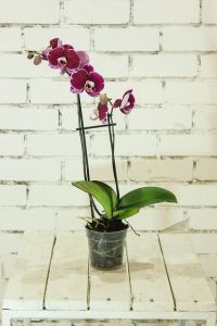 Hnojivo na orchideje 53 orchidej v květináči