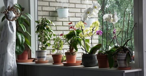 Hnojivo na orchideje 50 orchideje pěstované v bytě