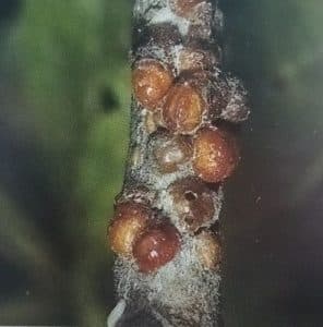 Skodcovia sliviek Puklica slivkova