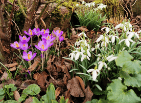 kvetoucí cibuloviny