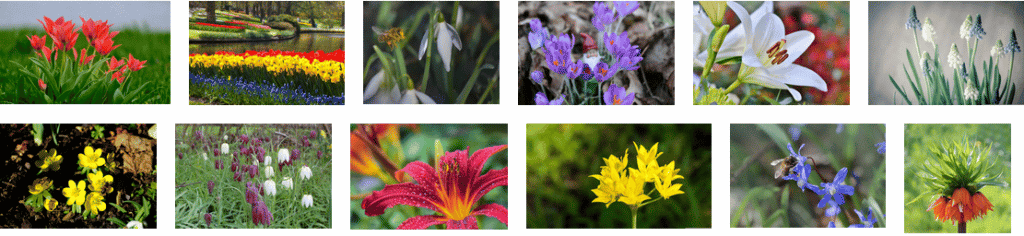 kvetoucí cibuloviny