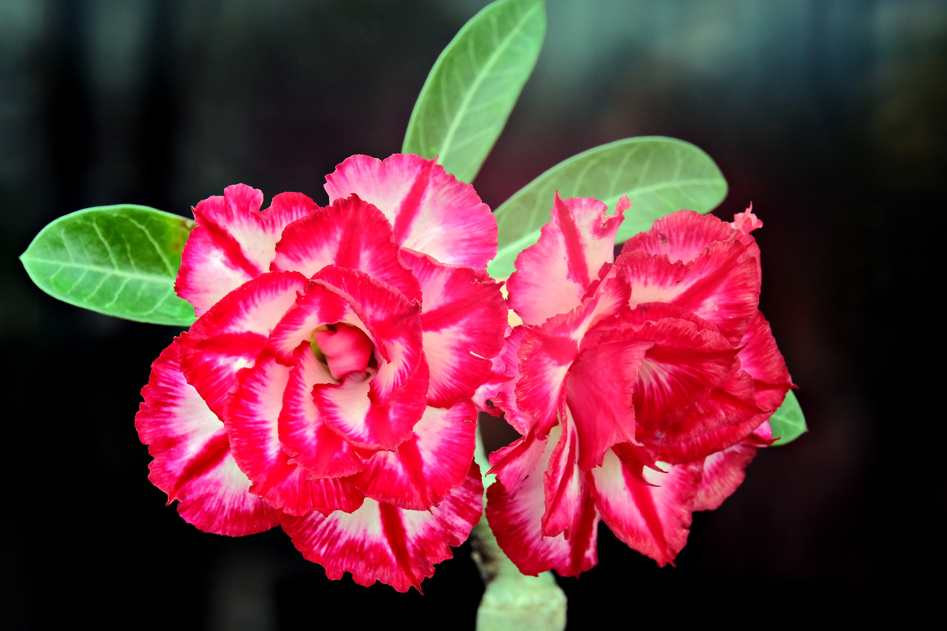 adenium gfaf474a9c 1920