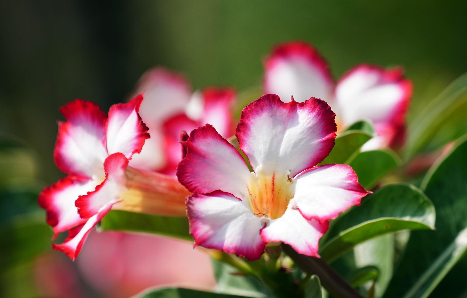 adenium obesums g20952aed7 1920