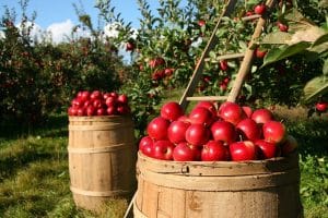 Výsadba stromů 19 apples g7d1cb1a4f 640